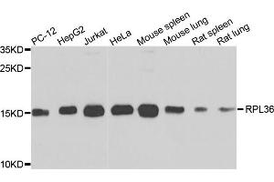 Western blot analysis of extracts of various cells, using RPL36 antibody. (RPL36 antibody)