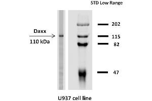 Western blotting analysis of Daxx expression in  human U937 cell line with anti-Daxx (DAXX-03) purified.