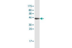 Ferredoxin1 (FDX1) (AA 85-183) antibody