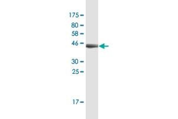 Ferredoxin1 (FDX1) (AA 85-183) antibody