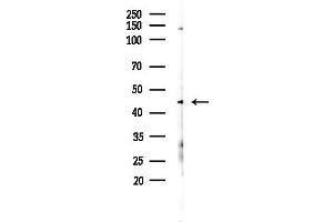 anti-Vomeronasal 1 Receptor 2 (VN1R2) (Internal Region) antibody