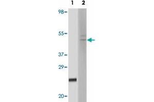 Western blot analysis using FBLN5 monoclonal antibody, clone 3F10A5  against truncated FBLN5 recombinant protein (1) and HeLa cell lysate (2) .