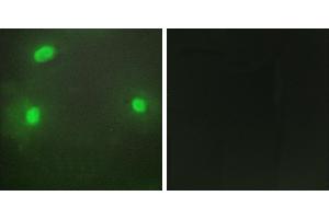 Peptide - +Immunofluorescence analysis of HeLa cells, using FEN1 antibody.