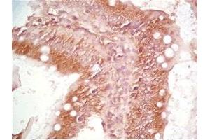 Rat intestin tissue was stained by Rabbit Anti-Motilin Prepro (50-70) (Human) Serum (Motilin antibody  (Preproprotein))