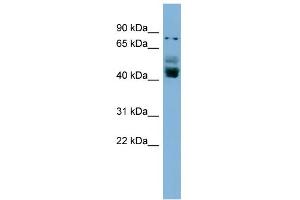 WB Suggested Anti-ZNF620 Antibody Titration:  0. (ZNF620 antibody  (N-Term))