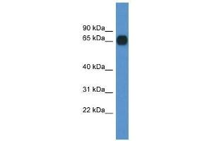 Western Blot showing Cpne6 antibody used at a concentration of 1. (CPNE6 antibody  (C-Term))