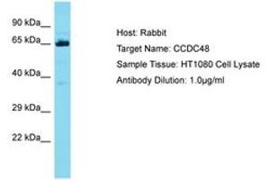 Image no. 1 for anti-Coiled-Coil Domain Containing 48 (CCDC48) (AA 319-368) antibody (ABIN6750680) (EFCC1 antibody  (AA 319-368))
