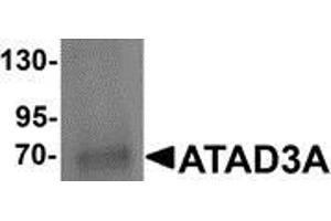 Western blot analysis of ATAD3A in Daudi cell lysate with ATAD3A antibody at 1 μg/ml