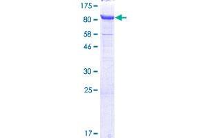 NUB1 Protein (AA 1-601) (GST tag)