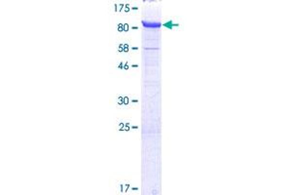 NUB1 Protein (AA 1-601) (GST tag)