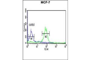 Flow cytometric analysis of MCF-7 cells using FAM44B Antibody (C-term) Cat. (BOD1 antibody  (C-Term))