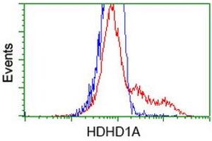 HEK293T cells transfected with either RC204419 overexpress plasmid (Red) or empty vector control plasmid (Blue) were immunostained by anti-HDHD1A antibody (ABIN2454377), and then analyzed by flow cytometry. (HDHD1 antibody)