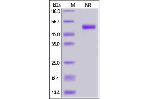 Human BAFF, His,Flag Tag, active trimer on  under ing (NR) condition. (BAFF Protein (AA 140-285) (His tag,DYKDDDDK Tag))