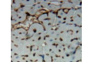Immunohistochemistry (IHC) image for anti-Platelet/endothelial Cell Adhesion Molecule (PECAM1) (AA 226-389) antibody (ABIN7437692)