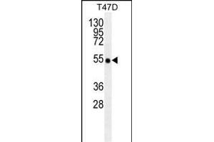 TRAF2/M antibody (ABIN659110 and ABIN2843756) western blot analysis in T47D cell line lysates (35 μg/lane). (TRAF2 antibody)