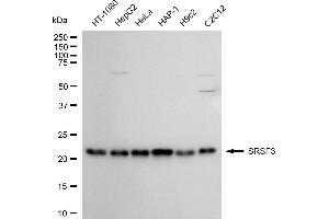 anti-serine/arginine-Rich Splicing Factor 3 (SRSF3) antibody