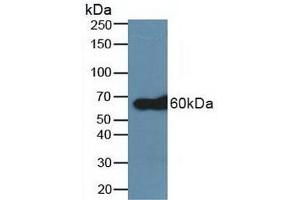Figure. (TRAF6 antibody  (AA 153-423))