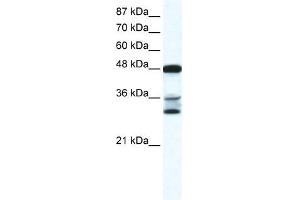 TNFSF10 antibody (70R-10455) used at 0. (TRAIL antibody  (N-Term))