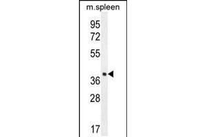 Western blot analysis in mouse spleen tissue lysates (35ug/lane). (LHFPL5 antibody  (C-Term))