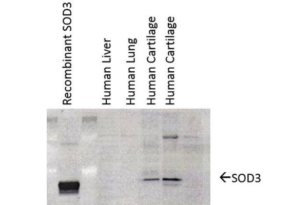 SOD3 antibody