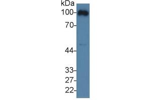 Rabbit Detection antibody from the kit in WB with Positive Control: Mouse blood cells lysate. (CD31 ELISA Kit)