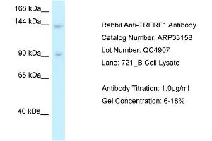WB Suggested Anti-TRERF1 Antibody   Titration: 1. (TRERF1 antibody  (C-Term))