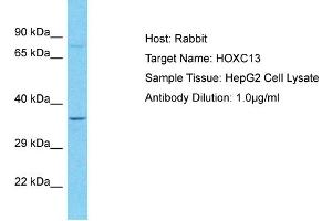 Host: Rabbit Target Name: HOXC13 Sample Type: HepG2 Whole Cell lysates Antibody Dilution: 1. (HOXC13 antibody  (Middle Region))