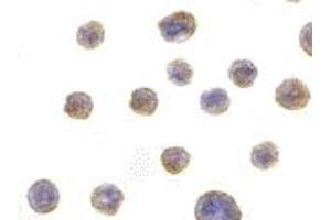 Immunohistochemistry (IHC) image for anti-BIF (C-Term) antibody (ABIN1030297) (BIF (C-Term) antibody)