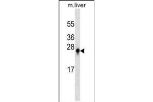 S100B Antibody (ABIN659188 and ABIN2843790) western blot analysis in mouse liver tissue lysates (35 μg/lane). (S100B antibody)