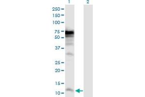 Western Blot analysis of POLR3K expression in transfected 293T cell line by POLR3K MaxPab polyclonal antibody. (POLR3K antibody  (AA 1-108))