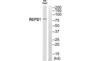 Western blot analysis of extracts from rat heart cells, using REPS1 antibody. (REPS1 antibody  (C-Term))