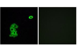 Immunofluorescence (IF) image for anti-Olfactory Receptor, Family 4, Subfamily C, Member 6 (OR4C6) (Internal Region) antibody (ABIN1853236)