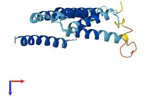 AlphaFold protein structure predicition of Human Recombinant MT-ND6 Protein, UniprotID P03923 (MT-ND6 Protein (AA 1-174) (His tag))