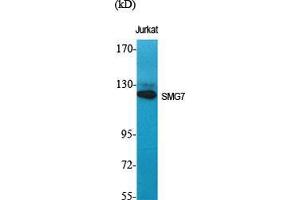 Western Blot (WB) analysis of specific cells using SMG7 Polyclonal Antibody. (SMG7 antibody  (Internal Region))