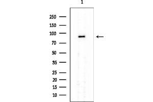 anti-Leucine-Rich Repeats and Guanylate Kinase Domain Containing (LRGUK) antibody