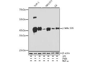 Western blot analysis of extracts of various cell lines, using Phospho-IκBα-S36 Rabbit mAb (ABIN7268992) at 1:1000 dilution. (NFKBIA antibody  (pSer36))