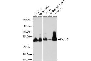 Western blot analysis of extracts of various cell lines, using Endo G Rabbit mAb (ABIN7266940) at 1:1000 dilution. (Endonuclease G antibody)