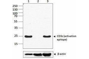 Western Blotting (WB) image for anti-CD3 epsilon (CD3E) antibody (ABIN2664656) (CD3 epsilon antibody)