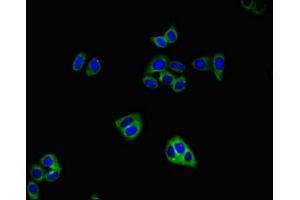 Immunofluorescent analysis of HepG2 cells using ABIN7153965 at dilution of 1:100 and Alexa Fluor 488-congugated AffiniPure Goat Anti-Rabbit IgG(H+L) (GRIA4 antibody  (AA 733-883))