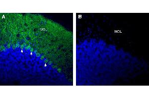 Expression of RGMA in mouse cerebellum:Immunohistochemical staining of perfusion-fixed frozen mouse brain sections with Anti-RGMA (extracellular) Antibody (ABIN7581951), (1:300), followed by goat anti-rabbit-AlexaFluor-488.