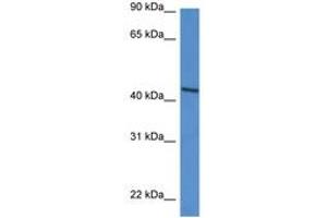 Image no. 1 for anti-D-Aspartate Oxidase (DDO) (AA 91-140) antibody (ABIN6746967) (DDO antibody  (AA 91-140))