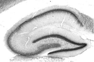 Adult rat hippocampus immunohistochemistry. (FGF14 antibody  (AA 1-252))