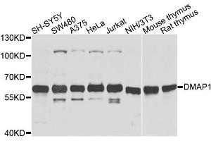 Western blot analysis of extracts of various cell lines, using DMAP1 antibody (ABIN6003515) at 1/1000 dilution.