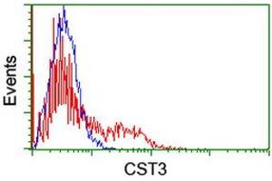 Image no. 2 for anti-Cystatin C (CST3) antibody (ABIN1497754) (CST3 antibody)