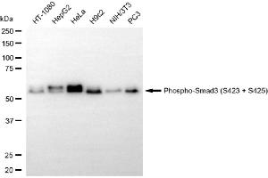 Western blotting analysis using phospho-Smad3 (S423 + S425) antibody (ABIN7800373).