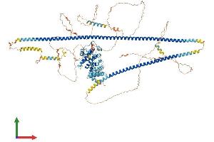 AlphaFold protein structure predicition of Mouse Recombinant Tsc1 Protein, UniprotID Q9EP53 (TSC1 Protein (AA 1-1161) (His tag))