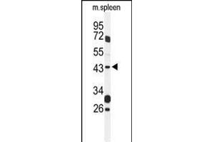 Western blot analysis of GP Antibody (Center) (ABIN1537967 and ABIN2849320) in mouse spleen tissue lysates (35 μg/lane). (GPR157 antibody  (AA 178-207))