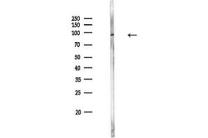 Western blot analysis of lysates from PC12 cells, using STAT1 Antibody at 1/1000 dilution.