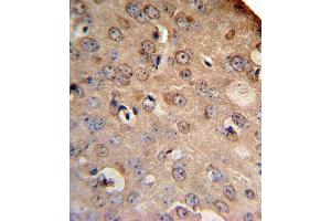 SLC8A1 Antibody (Center) (ABIN652886 and ABIN2842573) IHC analysis in formalin fixed and paraffin embedded mouse brain followed by peroxidase conjugation of the secondary antibody and DAB staining. (SLC8A1 antibody  (AA 296-325))