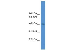 KLHDC3 antibody used at 0. (KLHDC3 antibody  (N-Term))